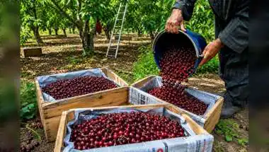 APEDA Exports J&K Cherries, Plums to Singapore First Time