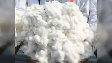 India’s Cotton Sector Shines as ‘White Gold’
