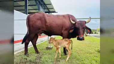 Assam Welcomes World’s First IVF Lakhimi Calf