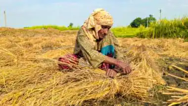 Haryana Buys 15.52 Lakh Tonnes of Paddy, Only Half Lifted So Far